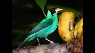 &#39;What do you want&#39; Adam Faith cover by Joe