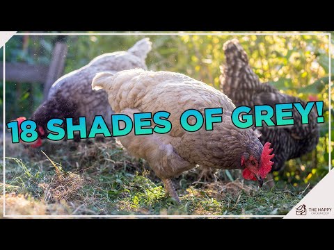 , title : 'These Grey Chicken Breeds Are Great!'