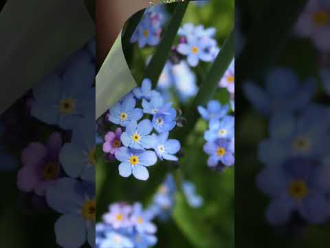 ロックガーデンで育てるべき低木と多年草はどれですか?目を惹く10種！  庭園