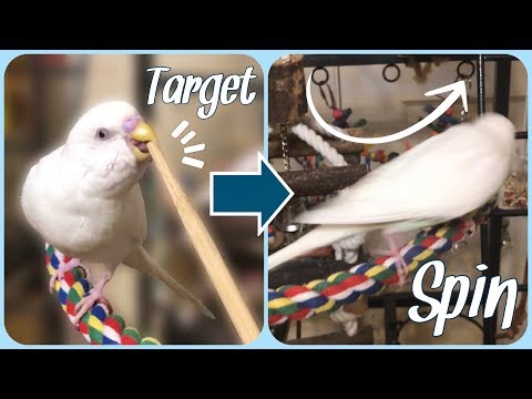 Bird Training Tutorial | Target Training & Spin Trick!