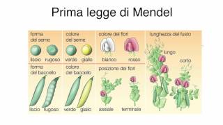 La prima legge di Mendel (byAP)