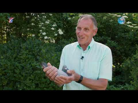 National (Grand Prix) NPO winners 2021: St. Vincent - Paul van den Boogaard (EN Subs)