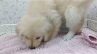 ゴールデンレトリバーの動画01