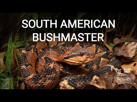 Bushmaster (Lachesis muta) — tretí najdlhší jedovatý had sveta