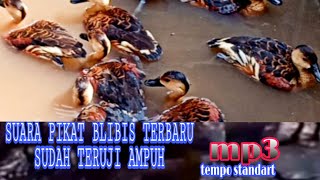 Download lagu Suara pikat blibis terbaru sudah teruji ampuh mp3