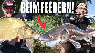 Bunte Beute beim Feedern! Auf verschiedene Fischarten mit den Balzer-Jungs! 🎣