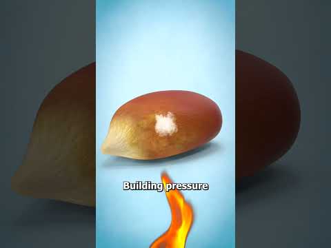 Why Popcorn Kernels Pop 🤨