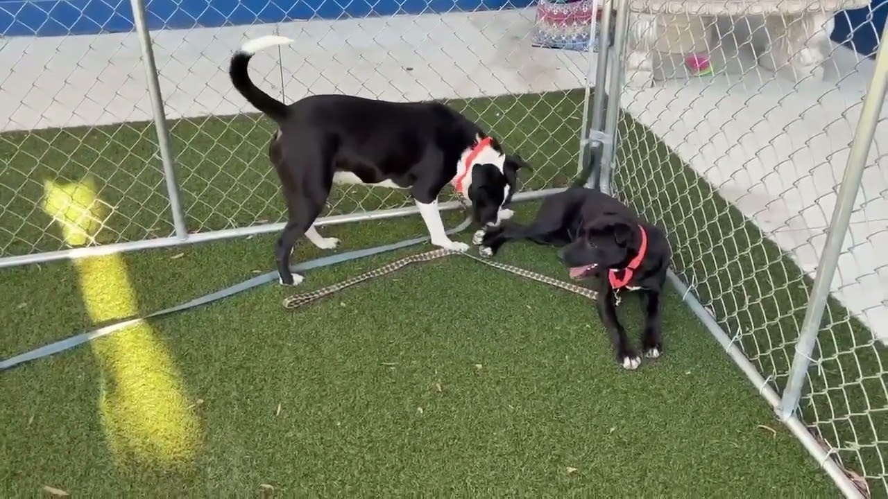 Enlarge Hattie, a Adoptable mixed breed in Hartsville, SC video 6/6