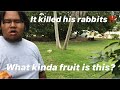 Honda Season Or Mango Season