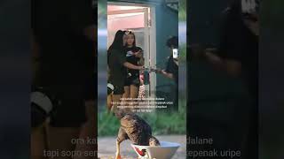 Download lagu pengamen vs lc #shortvideo #pemula #jowostory #jowopride mp3