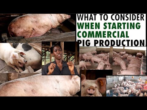 BEST FARMER IN UGANDA TAKES US THROUGH STEPS TO FOLLOW  BEFORE STARTING UP A PIGGERY FARM