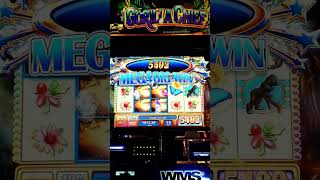 Gorilla Chief - $5 Bet -  Mega Big Win #maxbet #casino #bigwin #vegas #slots #bigbet #lucky #megawin Video Video