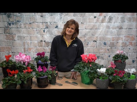 How to Care for a Cyclamen Plant ENGLISH GARDENS