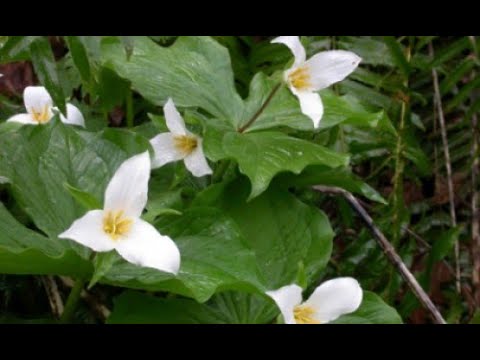 Three native plant gardens up close