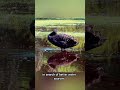 Think You Know Black Swans Think Again Foryou Blackswan