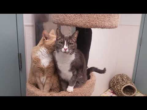 Blake and Byron, an adopted Domestic Short Hair in Medfield, MA_image-1