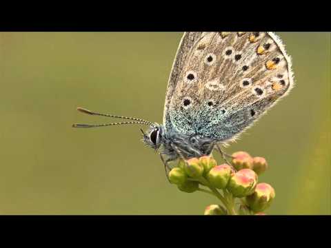 A. Vivaldi: Farnace (RV 711-G) - II/XIV Aria [Selinda, Aquilio]: Io sento nel petto / J. Savall