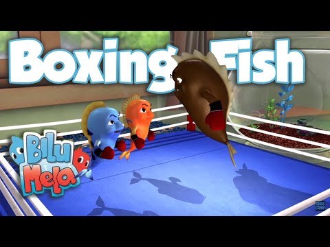 Bilu Mela - Boxing Fish