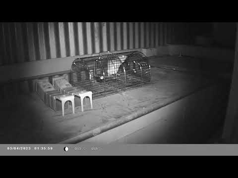 Monarch multi-rat catcher vs wild rat.