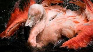 Deftones - Gore - Pittura Infamante