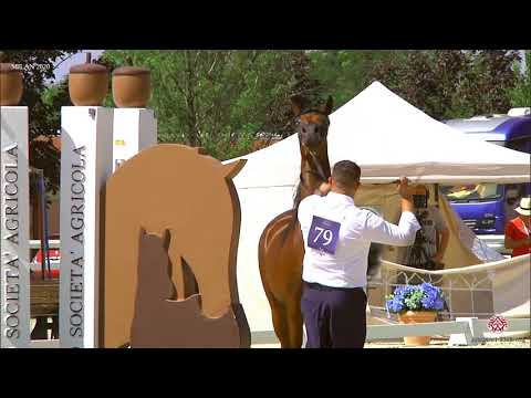 N.79 SAMSARA DEL GRINO - Milan 2020 Arabian Horse Show - Fillies 2 Years Old (Class 2)