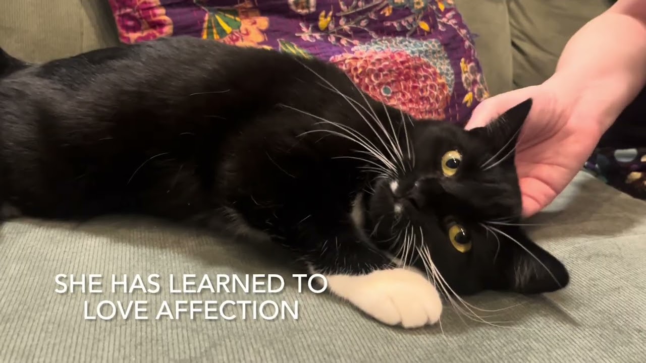 Pippa & Pascal (bonded siblings), a ADOPTABLE mixed breed in Ridgewood, NY video 2/6