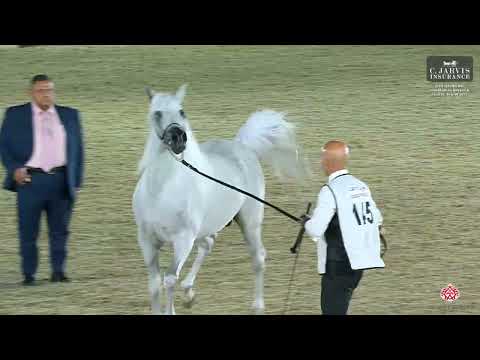 N 145 WASET AL SHAQAB   12th Qatar International Arabian Peninsula Horse Show 2023   Stallions 7+ Ye