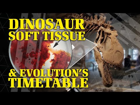 Dinosaur Soft Tissue and Evolution’s Timetable