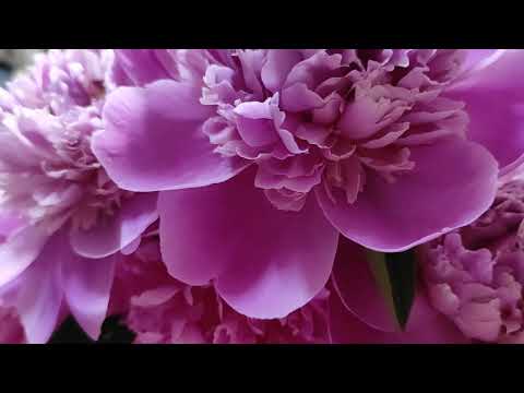 Sirop ca la bunica acasa!Profita de parfumatul bujor! Fa un sirop delicios si colorat!!