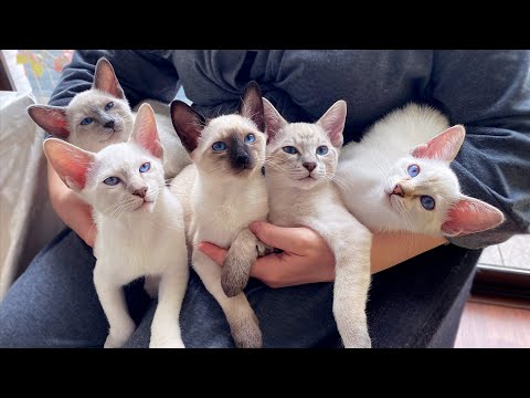 🌀 Thai kittens nodding to the rhythm of jazz | Thai cats | Traditional Siamese cats and kittens