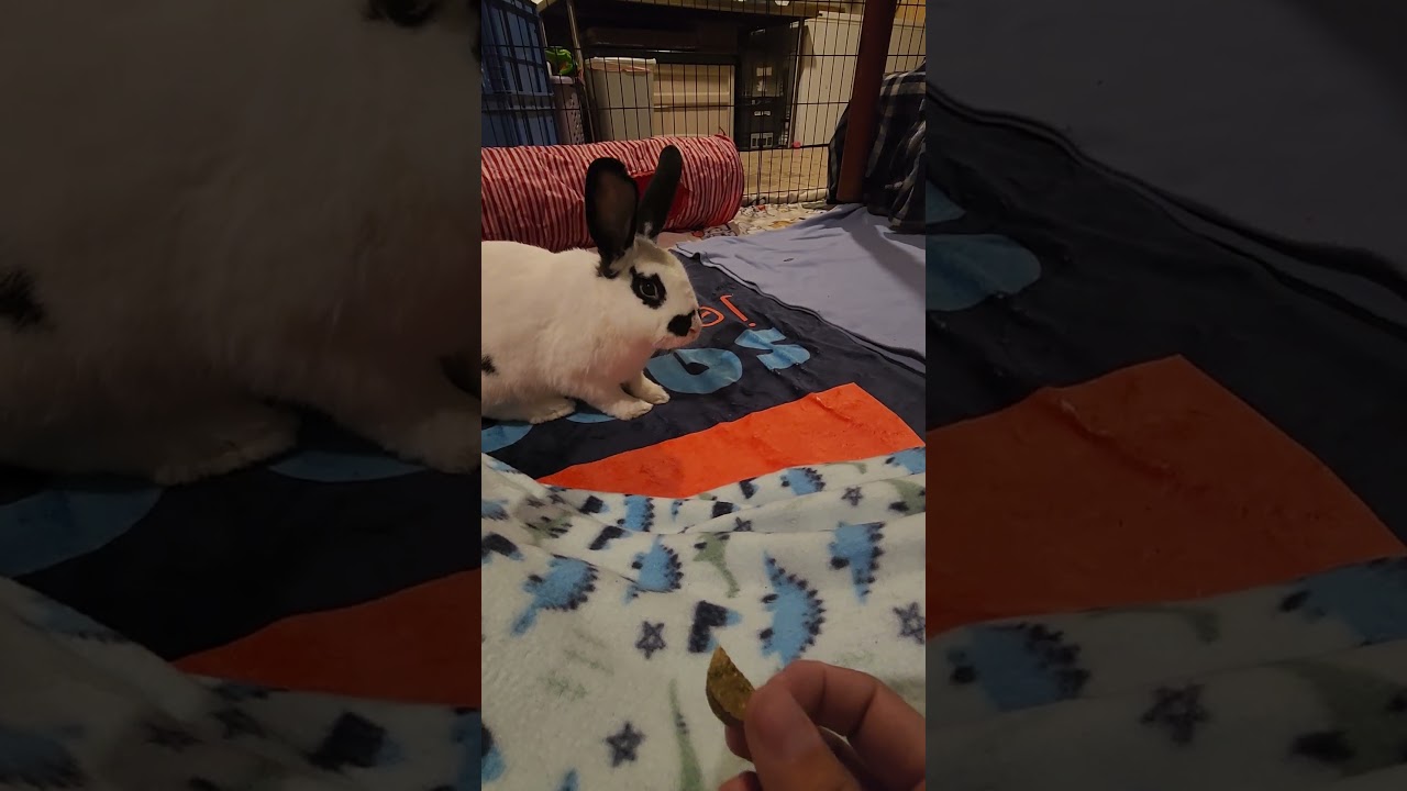 Enlarge Baby Got Hops-Foster, a Adoptable Checkered Giant in Grand Rapids, MI video 3/5