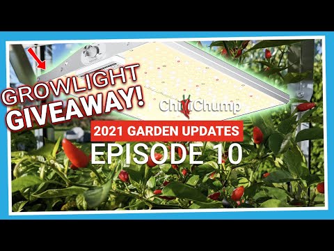 , title : 'Grow light giveaway, and checking in on the chillies! (2021.E10 Garden Updates)'