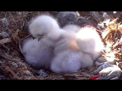 Red-tailed Hawks | L1 take Evening snacks and start bonking L2 and L3 | April 28, 2022