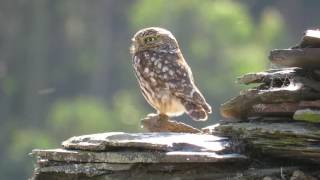 MOCHUELO COMÚN ( Athene noctua)