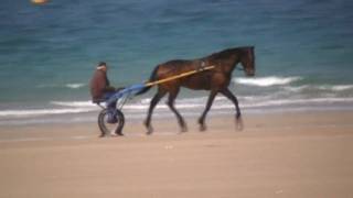 preview picture of video 'Horse & Gig On Beach At Sables-d'Or-les-Pins, Brittany 14th April 2010'