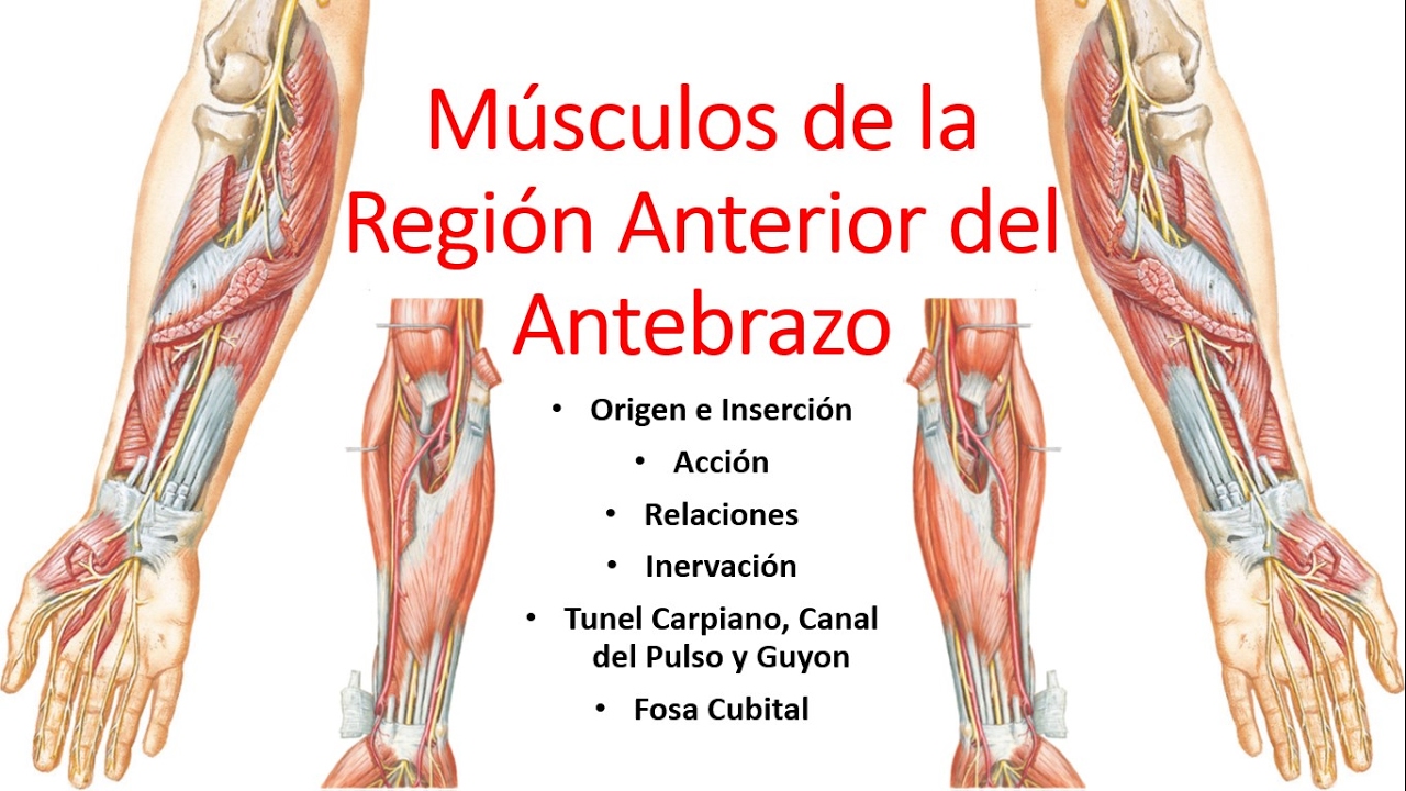 Anatomía - Músculos de la Región Anterior del Antebrazo (Origen, Inserción, Inervación, Acción)