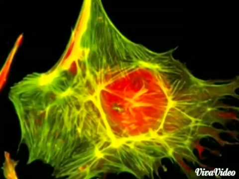 Peroxissomos, Citoesqueleto e Microtúbulos