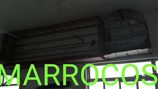 Curió Marrocos