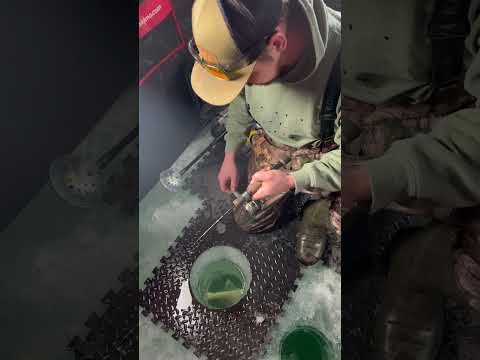 BIG Walleye while Ice Fishing! #walleye #icefishing #fishing