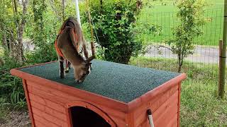 小屋に上がれてうれしい