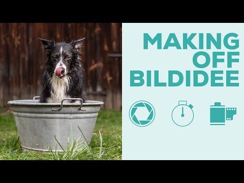 Hundefotografie - Making Off Hunde Portrait