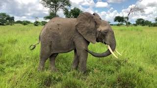 Mikumi Elephants #hakunamatata #tanzania #afrika #zanzibar #adventure #travel #safari #elephants