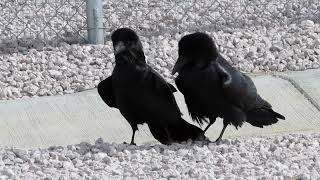 Common Raven (Corvus corax) courtship dance?