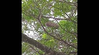 Download lagu Menemukan lebah apis dorsata ,baru beberapa hari #lebah #maduodeng #maduaslihutan #fypviral mp3