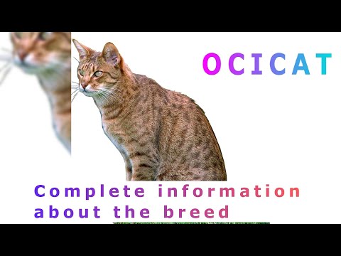 , title : 'Ocicat. Pros and Cons, Price, How to choose, Facts, Care, History'