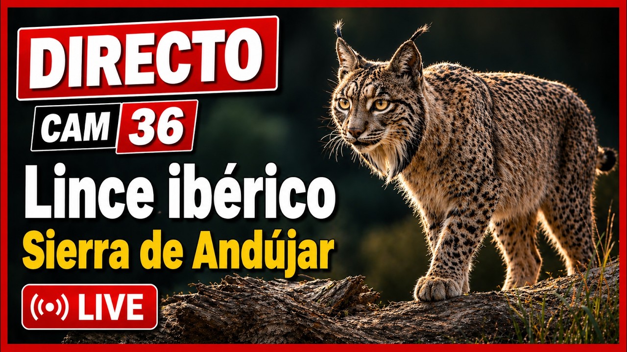 Live webcam view of Iberian Lynx Wildlife Cam