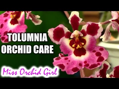 Orchid care - Tolumnia Orchids, watering, fertilizing, reblooming