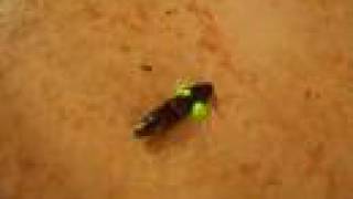Strange Bug:  Click Beetle