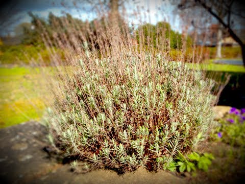 klemkeckaemma förökar lavendel