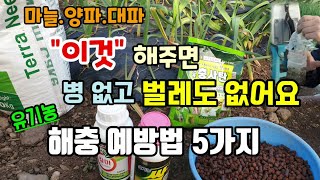 마늘.양파.대파 이것 해주면 병없고 벌레도 없어요 유기농 해충예방법5가지